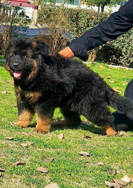 king German shepherd puppies 0