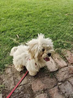 maltese puppy for sale 0