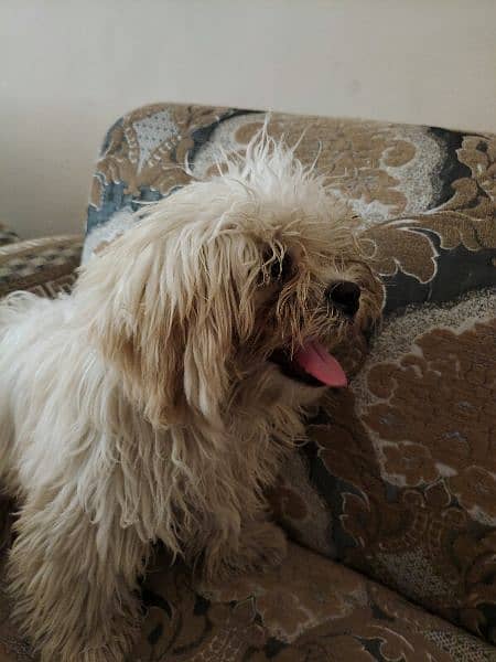 maltese puppy for sale 2