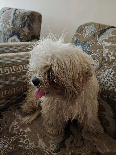 maltese puppy for sale 3