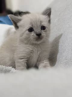 Persian Cat Baby