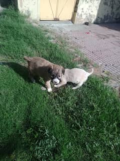 labrador x Afghani Puppies available for sale 0