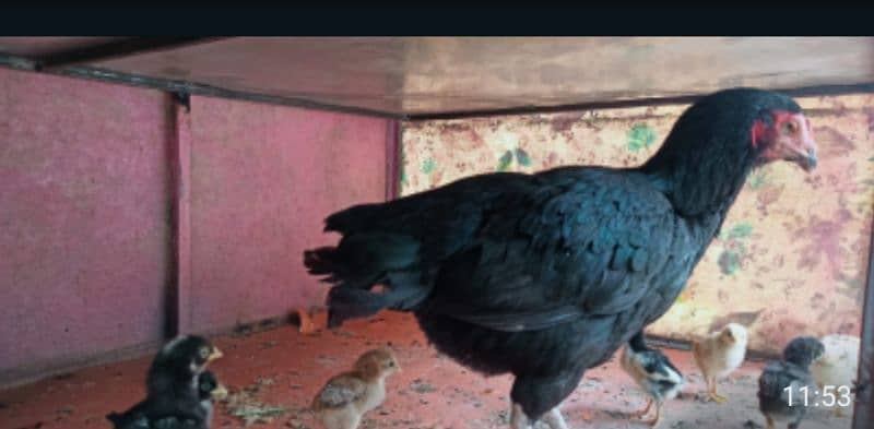 aseel murgi with chicks 1