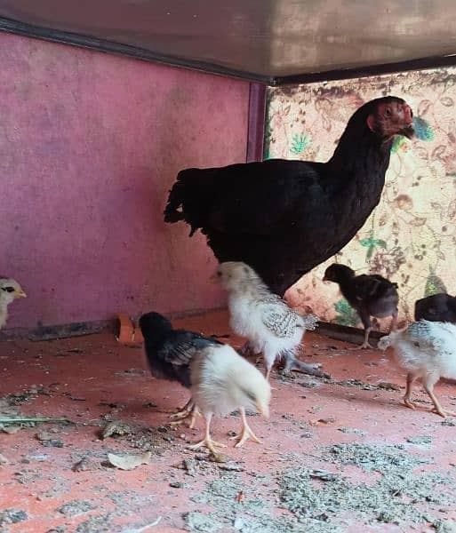 aseel murgi with chicks 6
