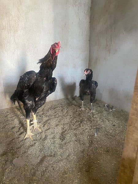 Shamo chicks available 2