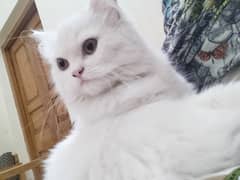 green eyes Persian cat white female