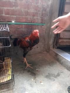 hens baby by sales Sindhi and jawaa. 03227046209