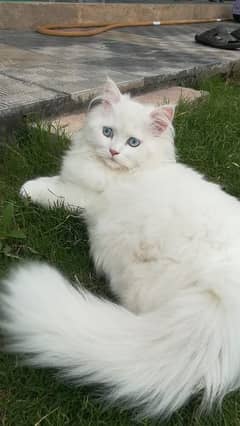triple coat Persian male and female cat 0