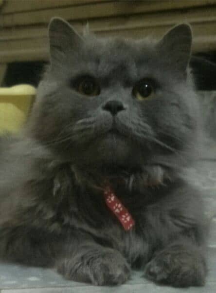 Persian cat triple coat 12months 1