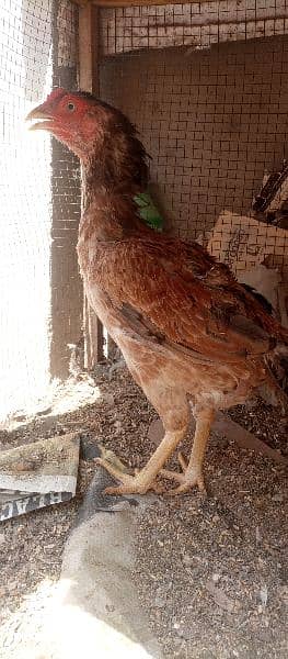 aseel chicks for sale 5