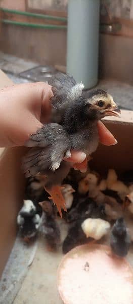aseel chicks for sale 10