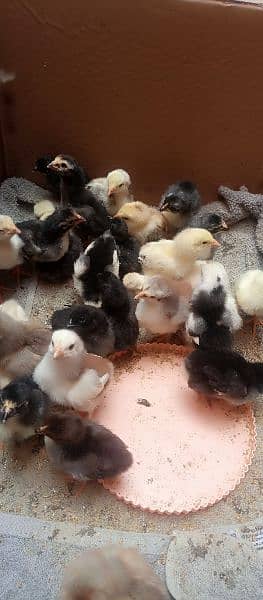 aseel chicks for sale 11