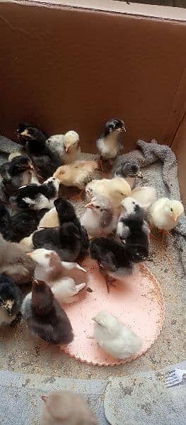 aseel chicks for sale 12