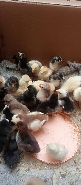 aseel chicks for sale 13
