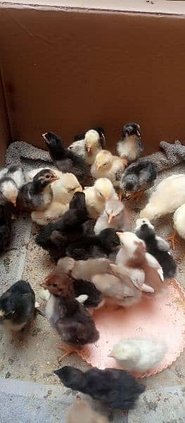 aseel chicks for sale 14