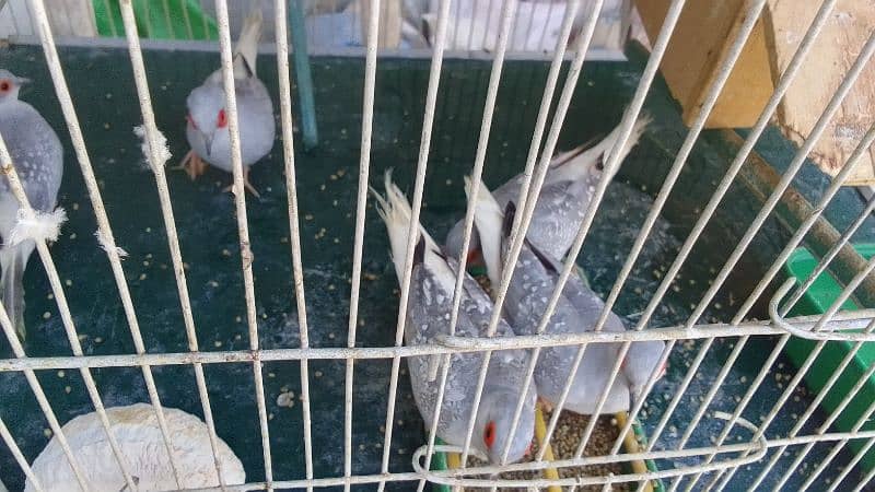 Penguin finches, fawn zebra, white chick, Diamond doves and cages 2