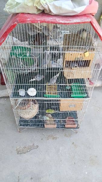 Penguin finches, fawn zebra, white chick, Diamond doves and cages 3