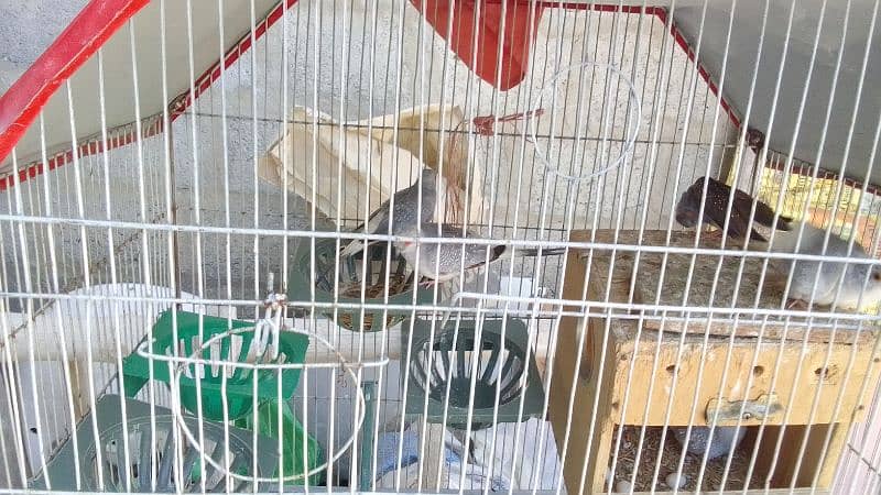 Penguin finches, fawn zebra, white chick, Diamond doves and cages 5