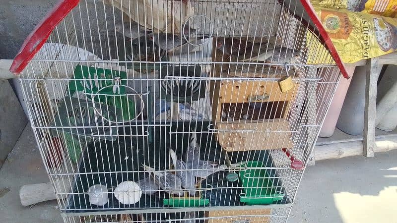 Penguin finches, fawn zebra, white chick, Diamond doves and cages 7