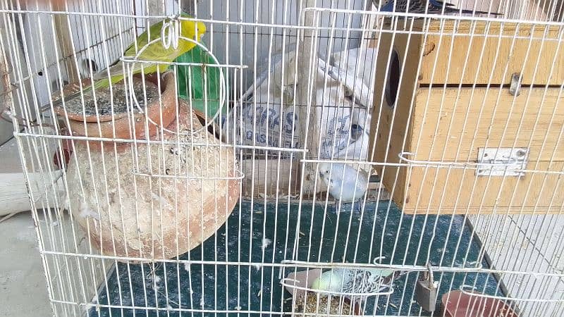Penguin finches, fawn zebra, white chick, Diamond doves and cages 8