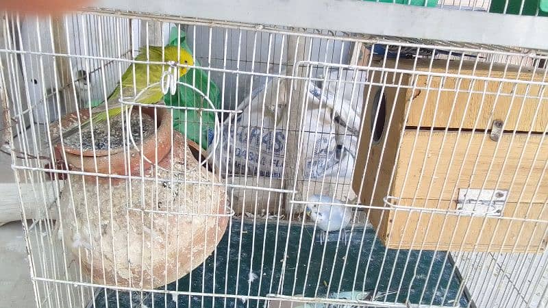 Penguin finches, fawn zebra, white chick, Diamond doves and cages 9