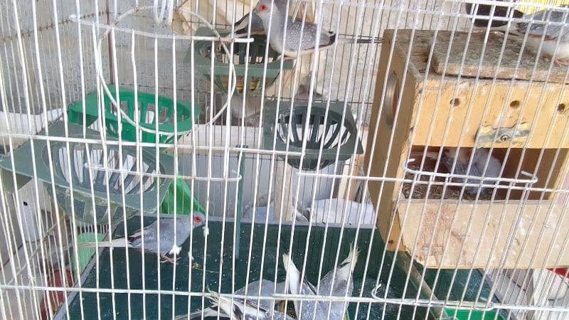 Penguin finches, fawn zebra, white chick, Diamond doves and cages 10
