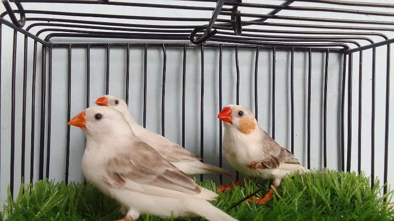 Penguin finches, fawn zebra, white chick, Diamond doves and cages 19