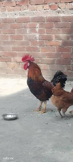 one male and two female laying egg daily home bread dasi