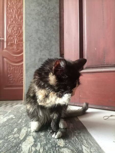 Female Kitten for sale Semi Persian 03254240227 1