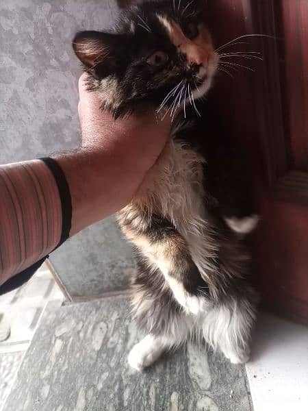 Female Kitten for sale Semi Persian 03254240227 2