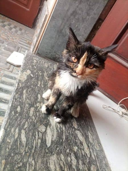 Female Kitten for sale Semi Persian 03254240227 4