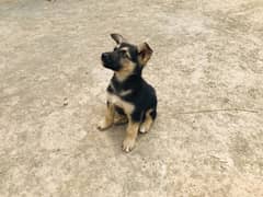 Alsatian Puppies Pair