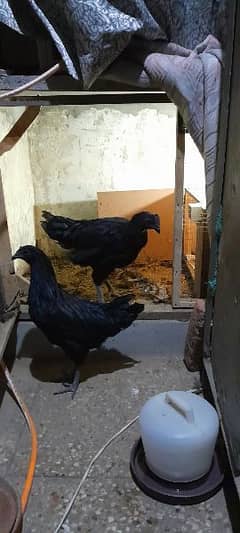 Ayam Cemani Gray tung breeding pair