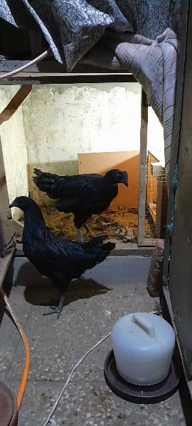 Ayam Cemani Gray tung breeding pair 0