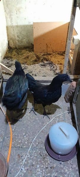 Ayam Cemani Gray tung breeding pair 1