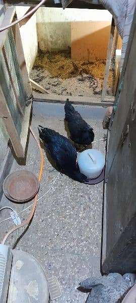 Ayam Cemani Gray tung breeding pair 2
