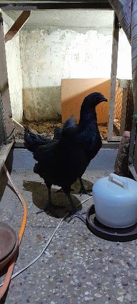 Ayam Cemani Gray tung breeding pair 3
