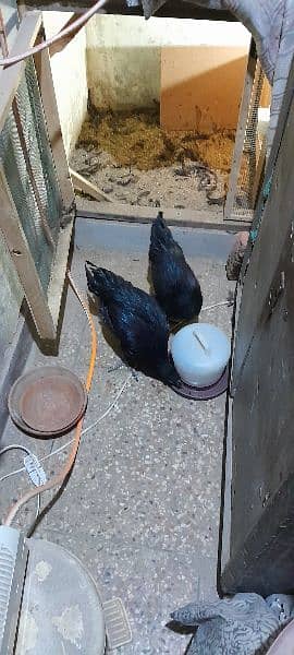 Ayam Cemani Gray tung breeding pair 4