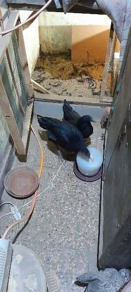 Ayam Cemani Gray tung breeding pair 5