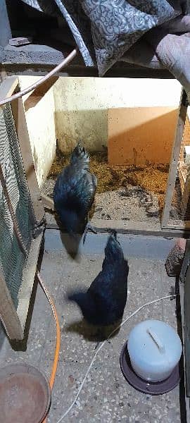 Ayam Cemani Gray tung breeding pair 6