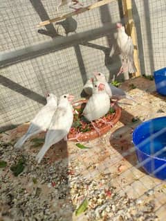 Java Finches For Sale