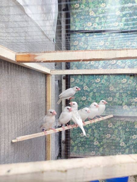 Java Finches For Sale 1