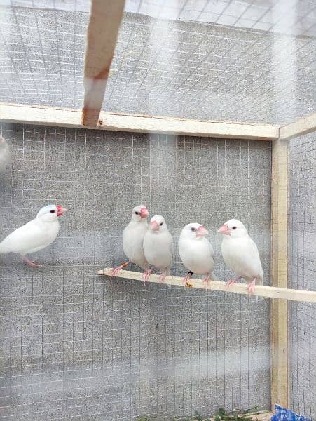 Java Finches For Sale 2