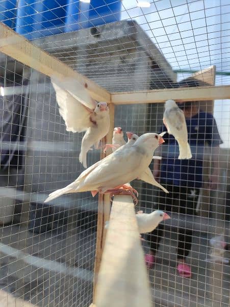 Java Finches For Sale 3