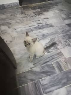 Persian breed very active