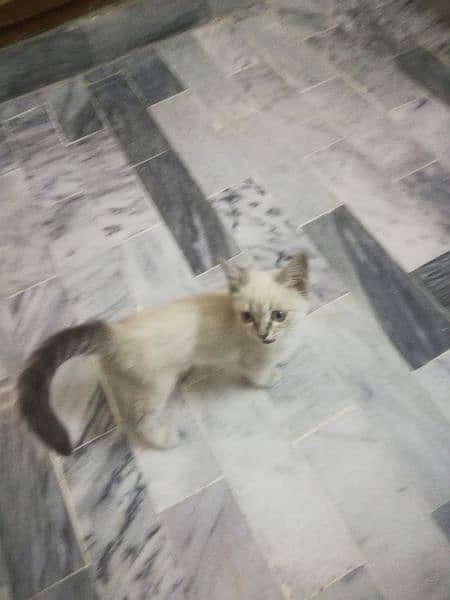 Persian breed very active 1