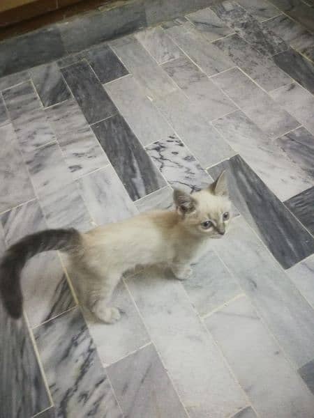 Persian breed very active 2