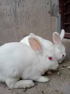 Rabits with red eyes available for sale. 0