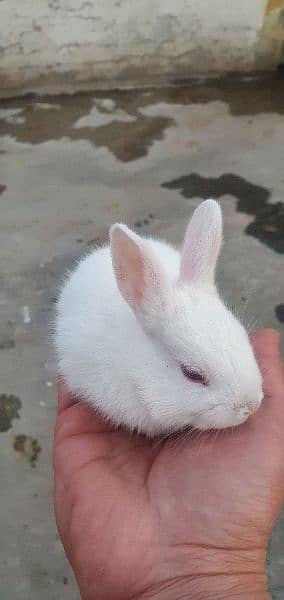 Rabits with red eyes available for sale. 1