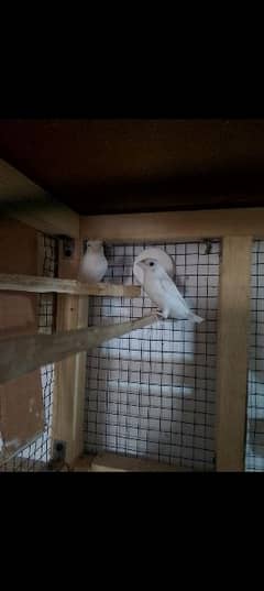 Benglese finch hai to pair ready to breed for sale 0